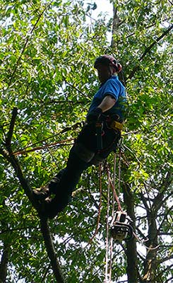 Tree surgery and tree maintenance