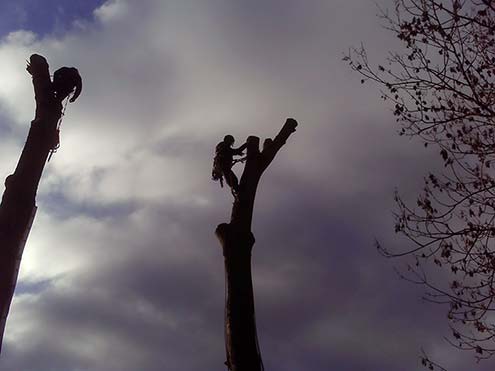 Tree surgery in Suffolk, East Anglia