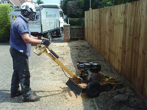 Tree stump removal with a stump grinder.