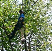 Tree surgery and tree maintenance in Essex